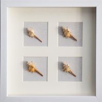 Modern 3D Shadow Box Conch Wall Art White Framed Artwork