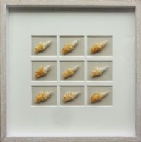 Wholesale Modern 3D Shadow Box UASB1368 Natural Conch Shell Wall Art Decoration