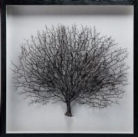 Wholesale 3D shadow box UASB1300 Contemporary Coral Tree framed art natural wall decoration